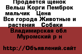 Продается щенок Вельш Корги Пемброк мальчик › Цена ­ 65 000 - Все города Животные и растения » Собаки   . Владимирская обл.,Муромский р-н